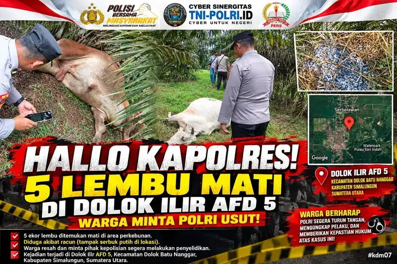 Gawat ! Diduga Diracun, 5 Lembu Warga Aman Sari Mati di Lahan PTPN IV Kebun Dolok Ilir,Pemilik Meminta Polres Simalungun Usut Tuntas.